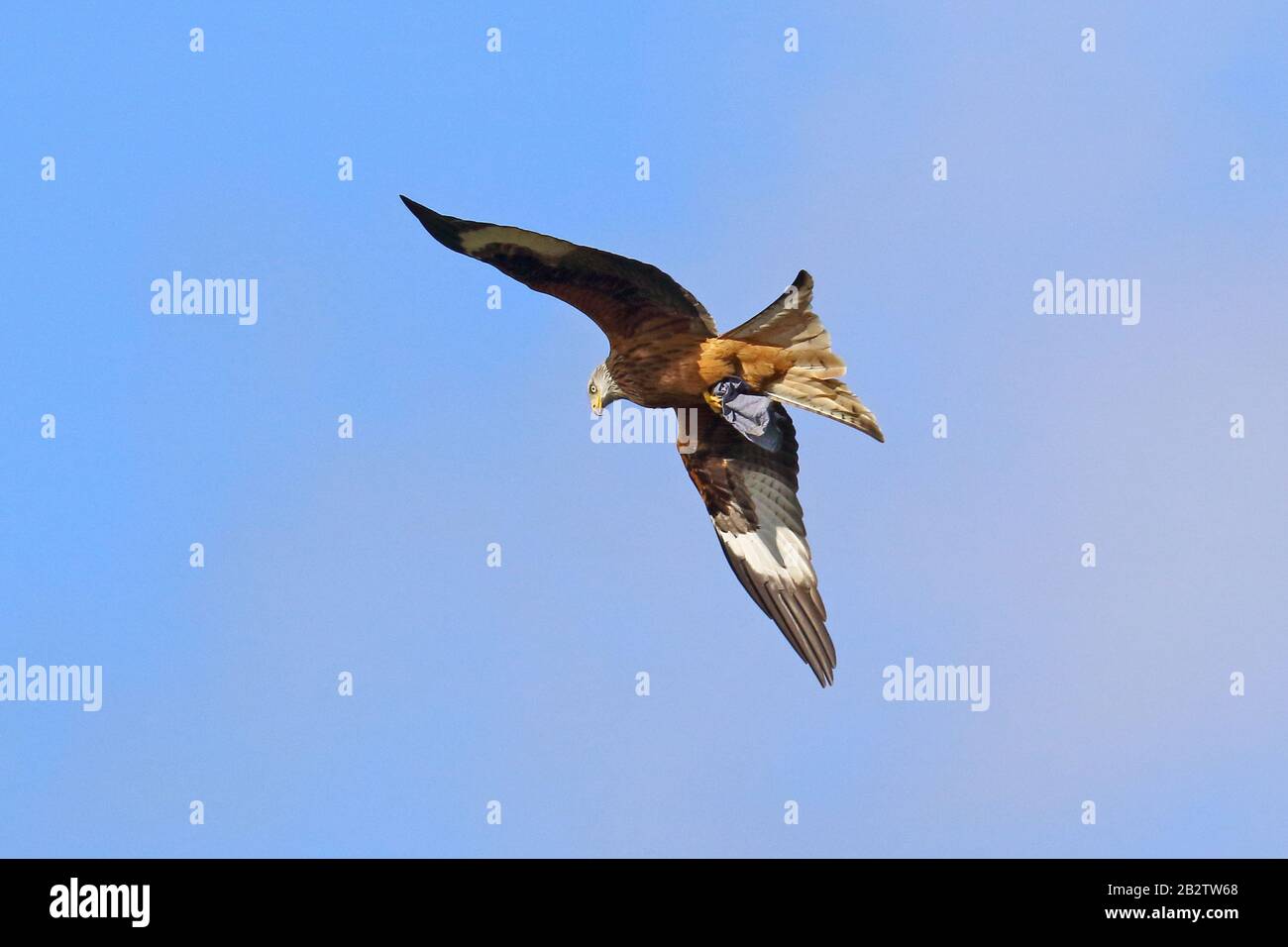 Red kite (milvus milvus) flying overhead carrying blue cloth Stock Photo