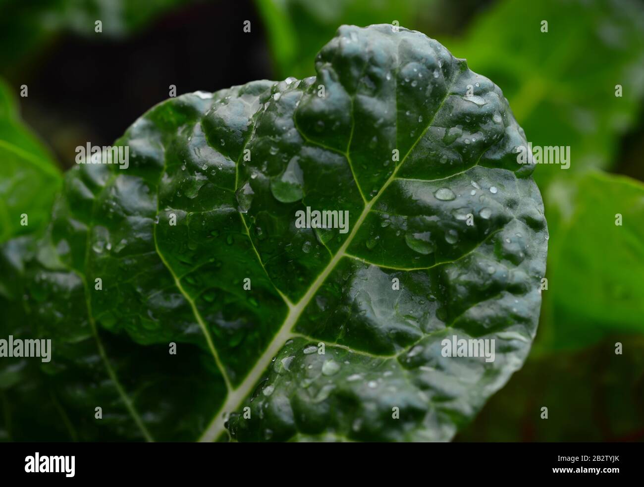 Wet green leaf hi-res stock photography and images - Alamy