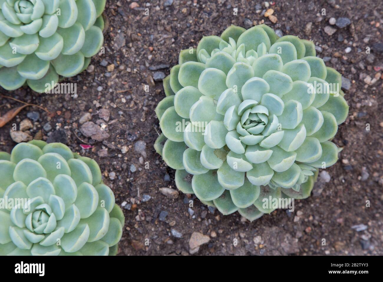 Echeveria, plant, flower, Stock Photo