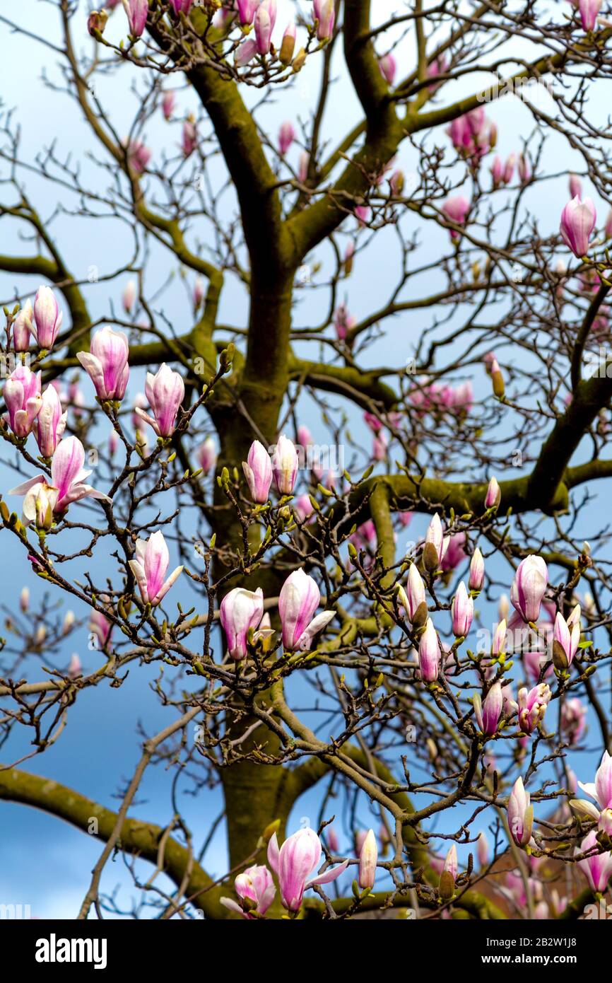 February 2020 - Magnolia tree blooming in February due to global warming, London, UK Stock Photo