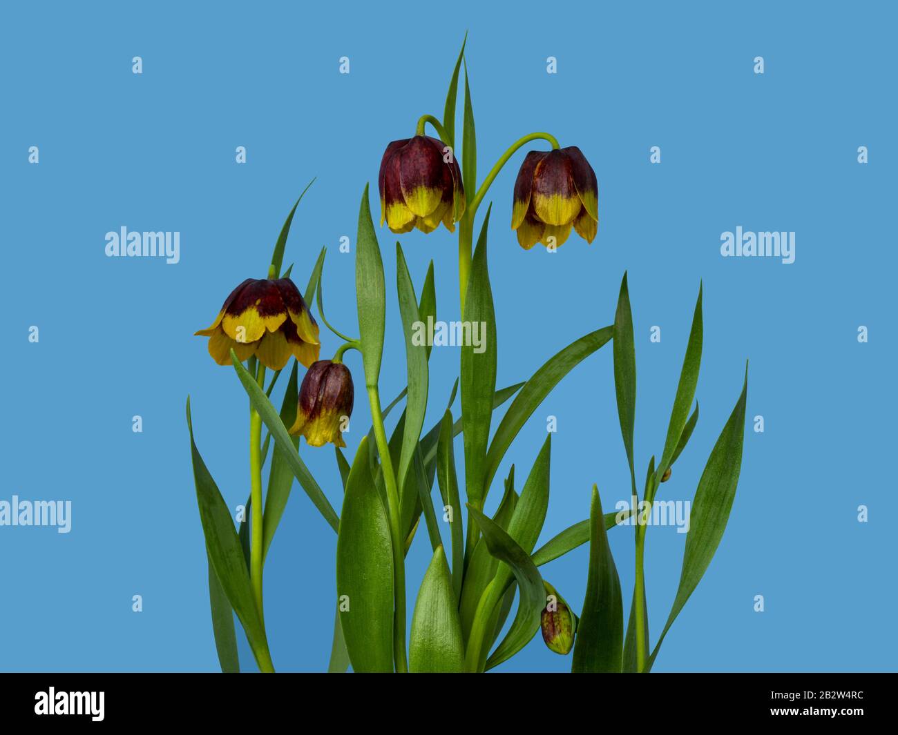 Pretty purple and yellow fritillary flowers, Fritillaria michailovskyi, against a plain blue background Stock Photo