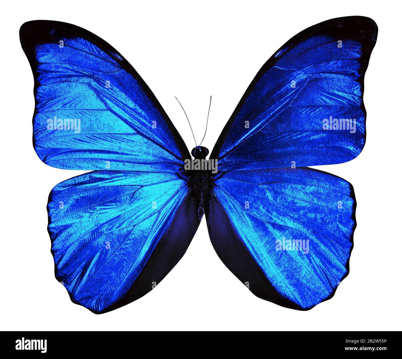 blue butterfly Morpho menelaus isolated on a white background. Stock Photo