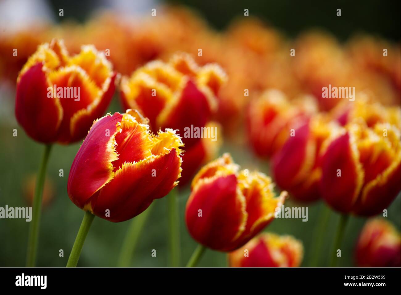 Blooming red tulips with a yellow border, selective focus. Stock Photo