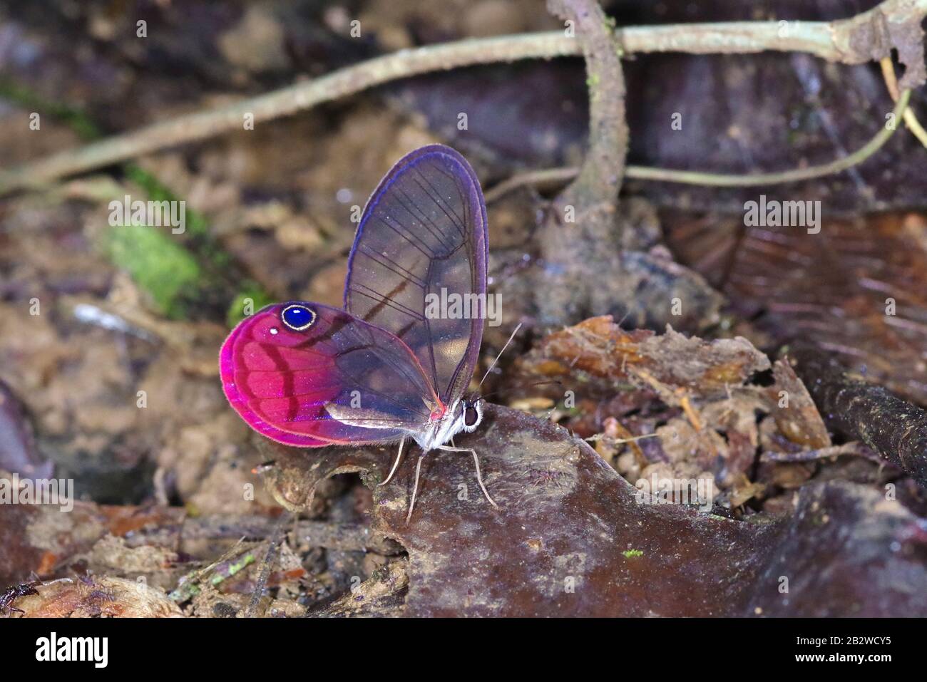 The blushing phantom (Cithaerias pireta), Nymphalidae Satyrinae, from Costa Rica Stock Photo