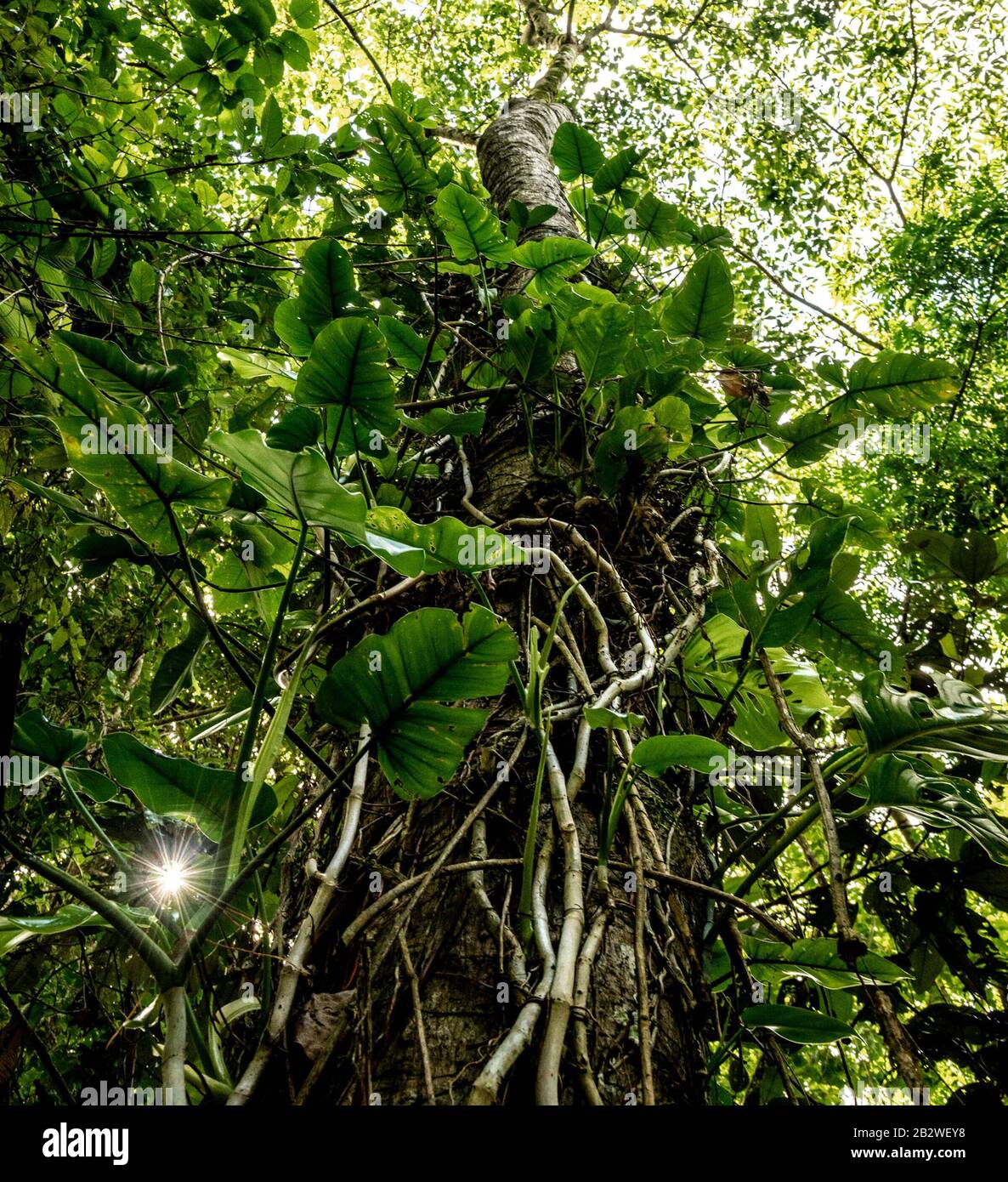 Rainforest tree. Casanare, Colombia. Stock Photo