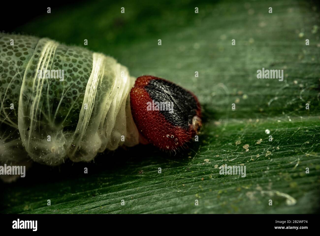 Lepidoptera larvae in a colombian forest. Stock Photo