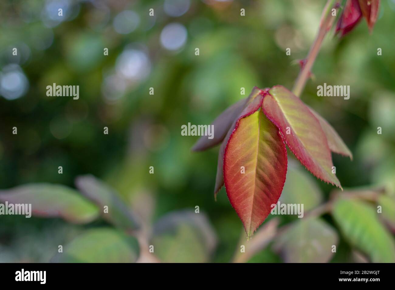 Beautiful red Photinia used for a hedge or background. Grown in Japanese garden. close up. Stock Photo