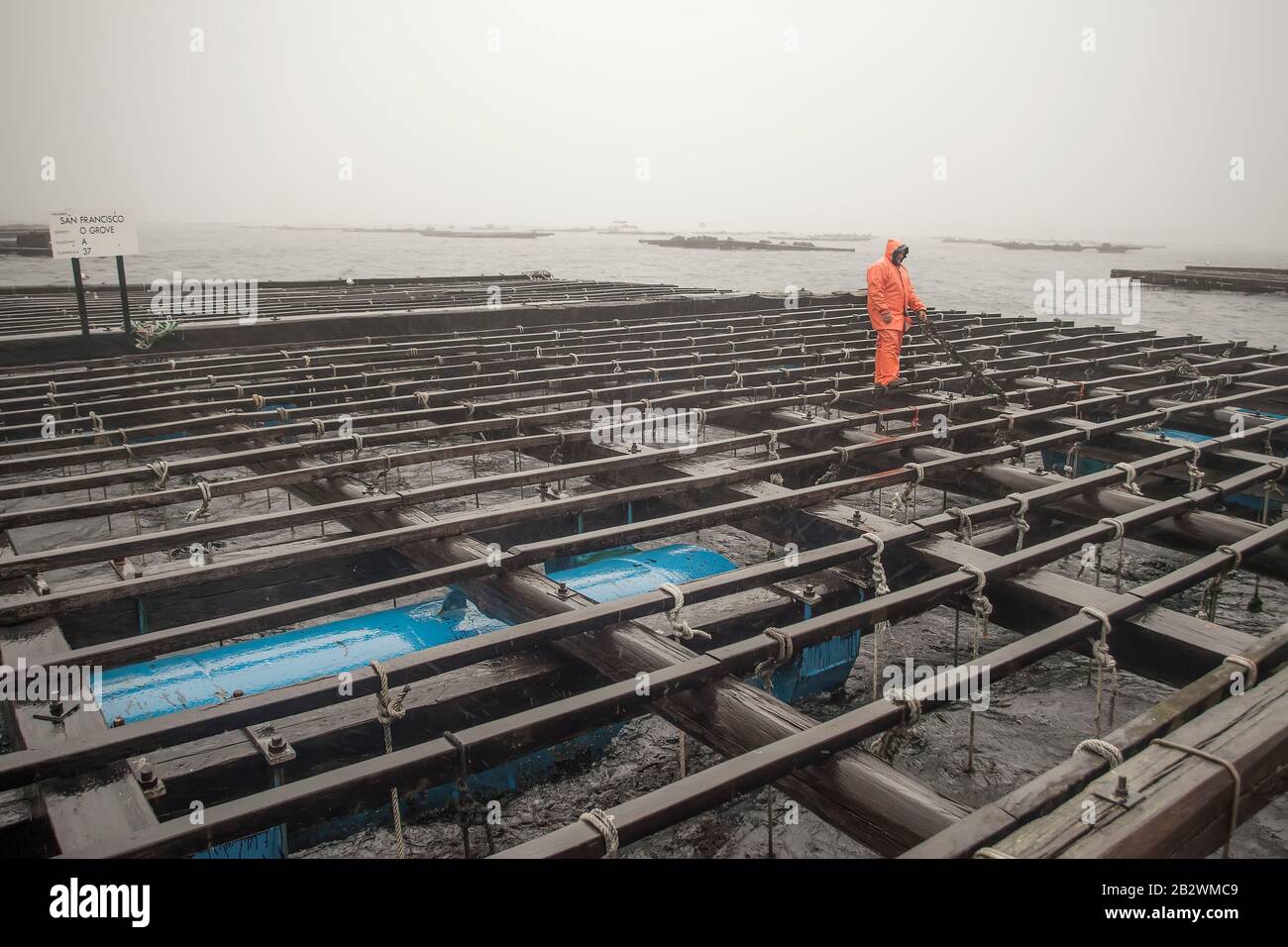 Worker on oyster farm in O Grove in the Rias Baixas Stock Photo