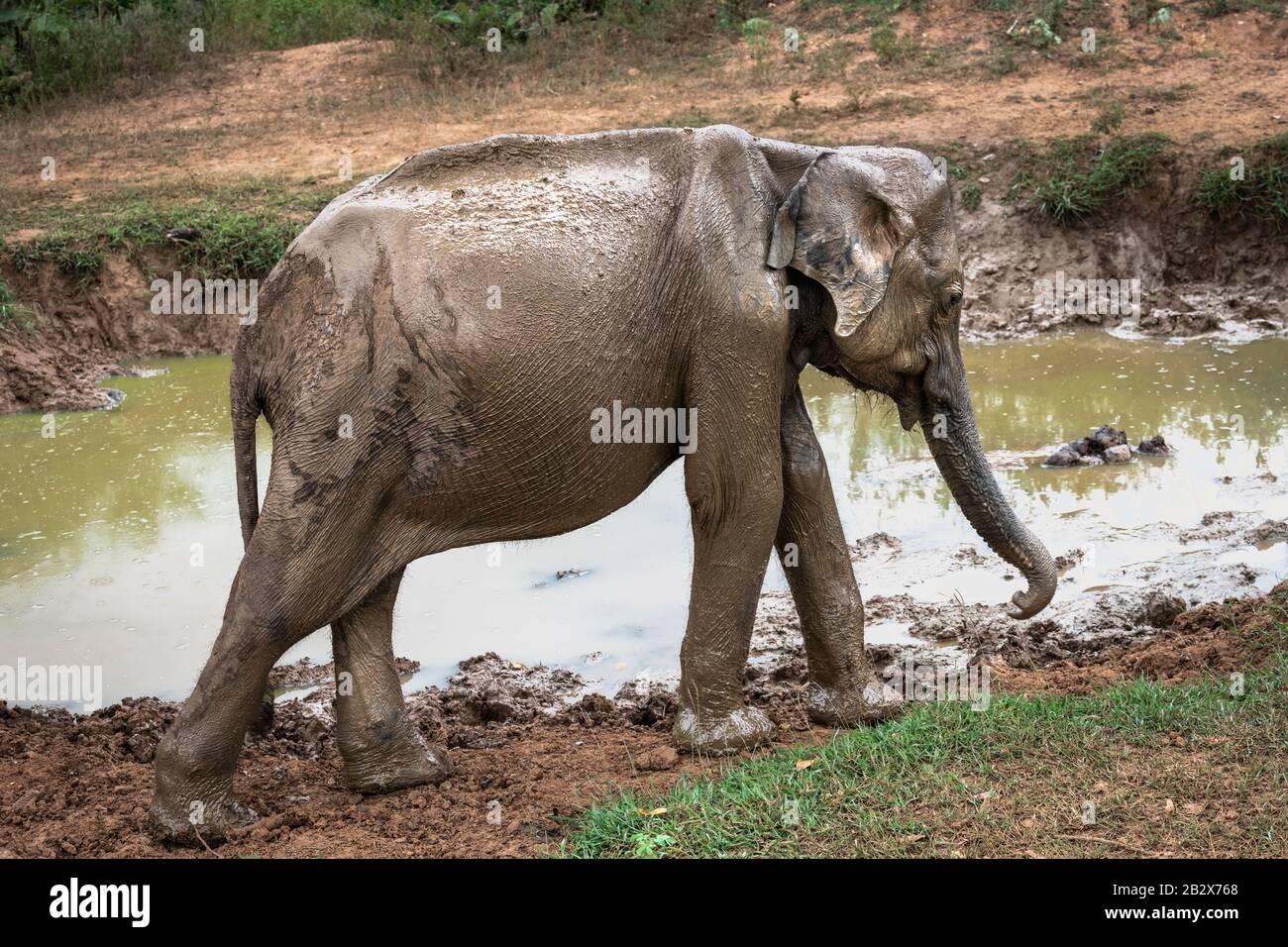 Deep inside Udawalawe National Park in the Southern Province of Sri Lanka, a playful baby Elephant leaves a watering hole covered in mud. Stock Photo