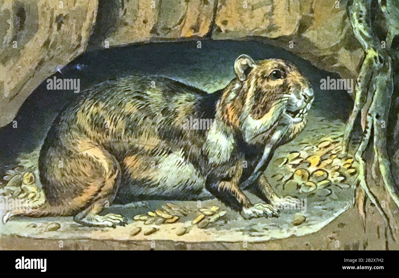 Garten und Feld Tafel 9 Hamster (Cricetus frumentarius Pall.) Hase (Lepus timidius L.) skeleton Eckstein & Stähle, Kgl. Hofkunstanstalt, Stuttgart detail 03. Stock Photo