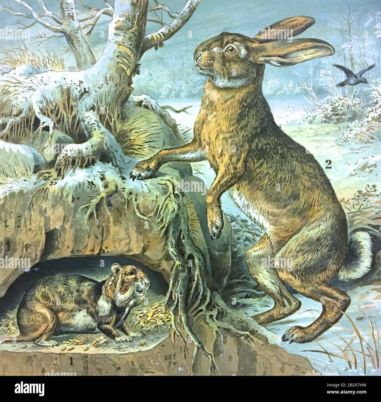 Garten und Feld Tafel 9 Hamster (Cricetus frumentarius Pall.) Hase (Lepus timidius L.) skeleton Eckstein & Stähle, Kgl. Hofkunstanstalt, Stuttgart 02. Stock Photo