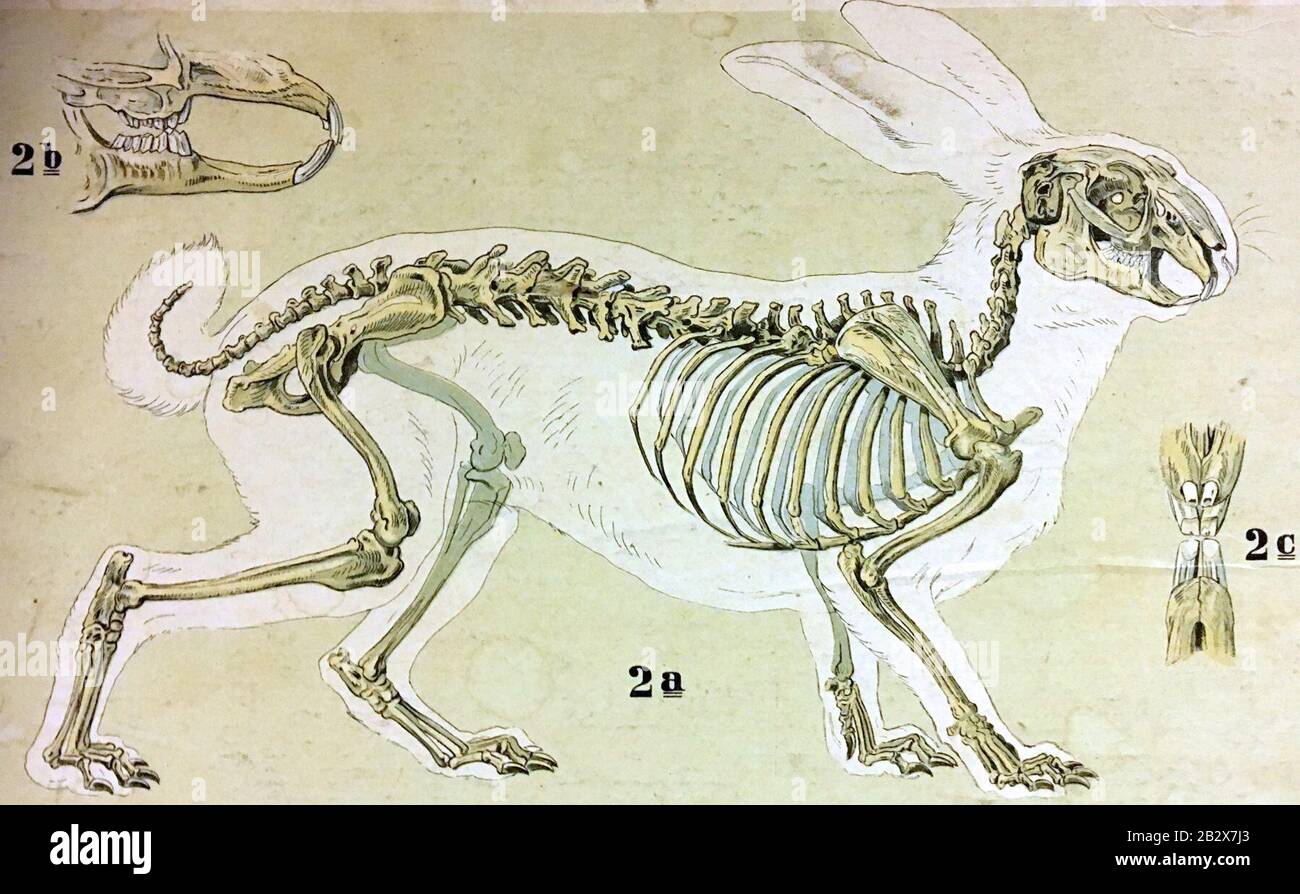 Garten und Feld Tafel 9 Hamster (Cricetus frumentarius Pall.) Hase (Lepus timidius L.) skeleton Eckstein & Stähle, Kgl. Hofkunstanstalt, Stuttgart 01. Stock Photo