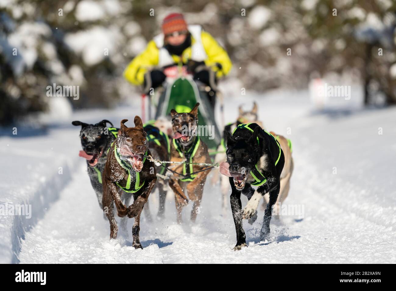 Musher Amy Dunlap competing in the Fur Rendezvous World Sled Dog