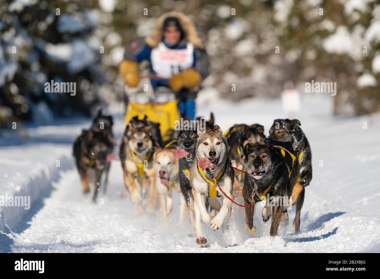 Musher Hans Gatt competing in the Fur Rendezvous World Sled Dog Championships at Campbell Airstrip in Anchorage in Southcentral Alaska. Stock Photo