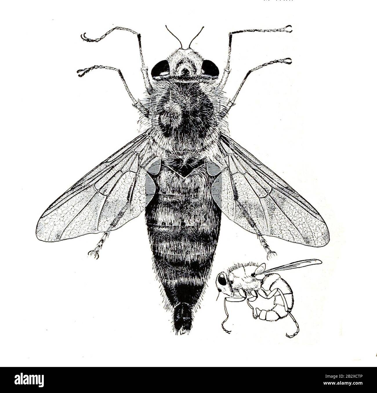 Дом оводов. Осиное гнездо в утеплителе. Белоголовый овод rhinoestrus purpureus. Паут овод слепень. Муха овод.
