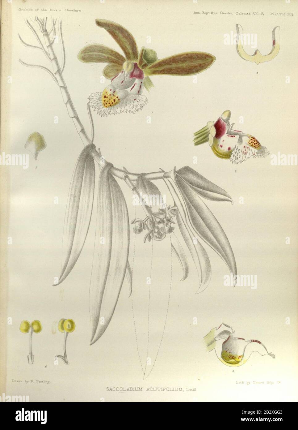 Gastrochilus acutifolius (as Saccolabium acutifolium) - The Orchids of the Sikkim-Himalaya pl 302 (1889). Stock Photo