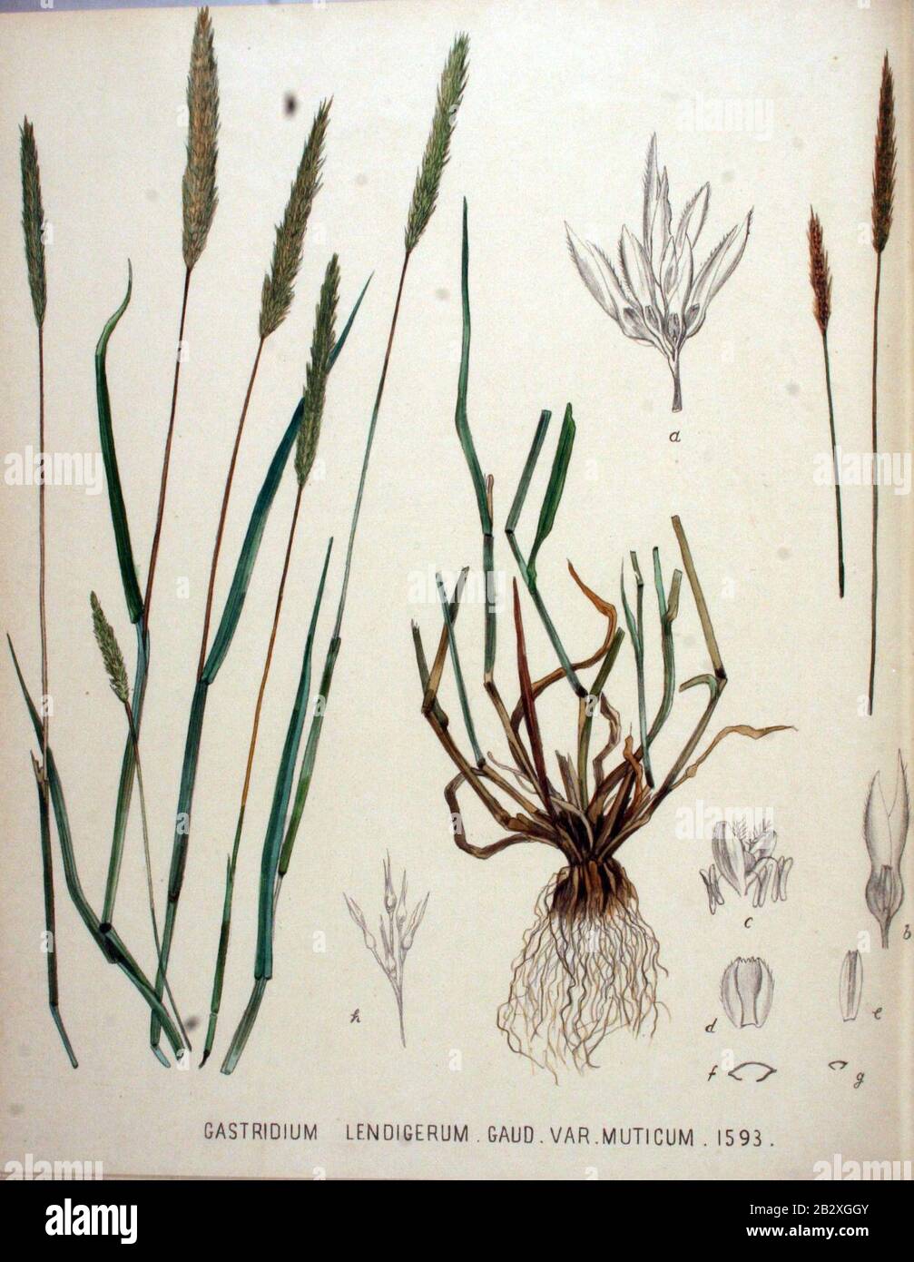 Gastridium lendigerum — Flora Batava — Volume v20. Stock Photo