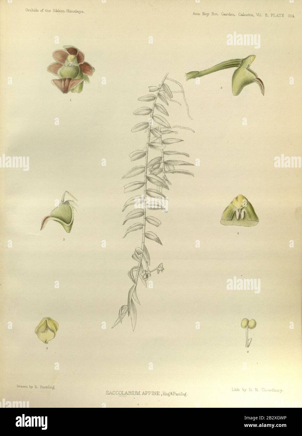 Gastrochilus affinis (as Saccolabium affinum) - The Orchids of the Sikkim-Himalaya pl 304 (1889). Stock Photo
