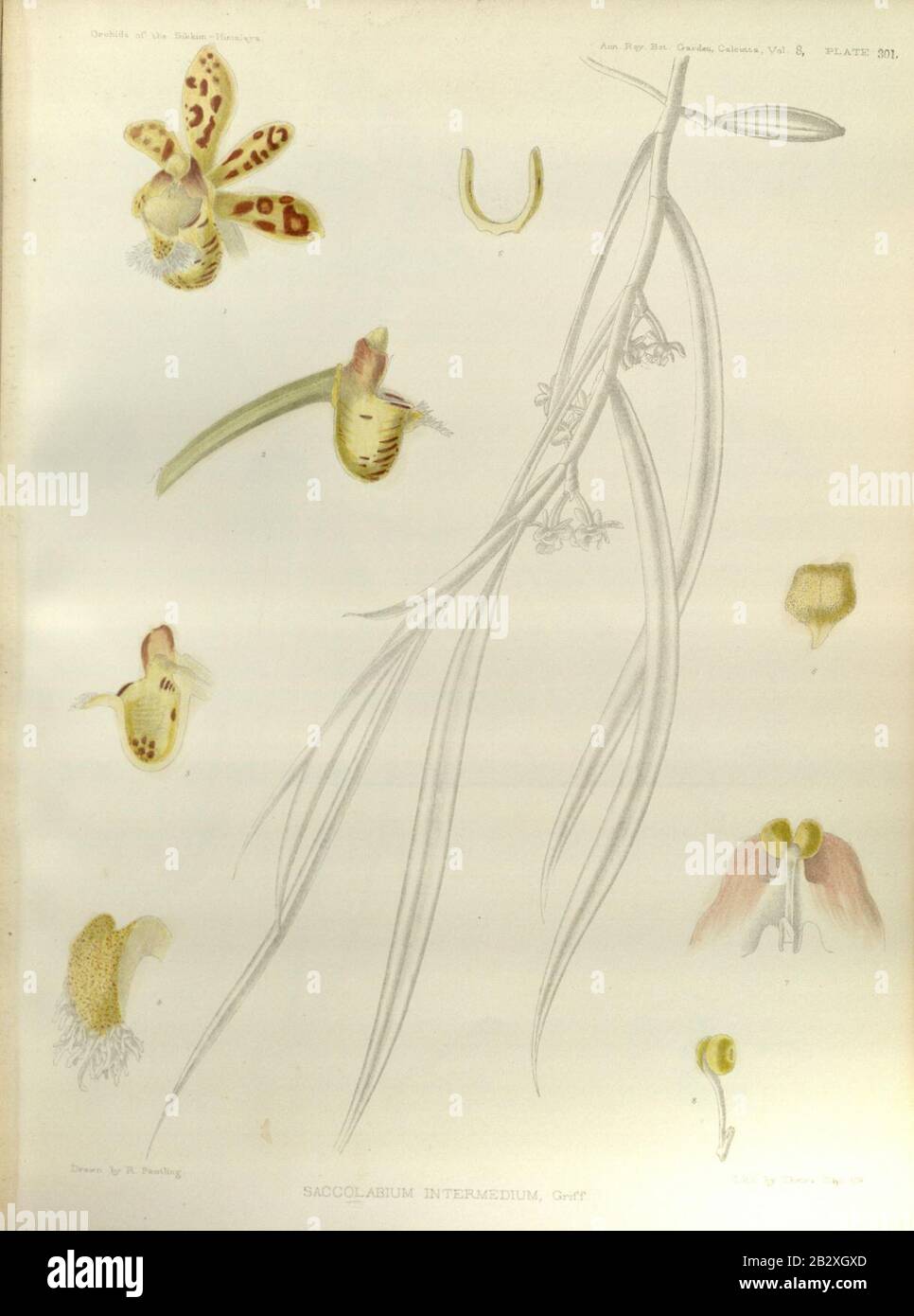 Gastrochilus linearifolius (as Saccolabium intermedium) - The Orchids of the Sikkim-Himalaya pl 301 (1889). Stock Photo