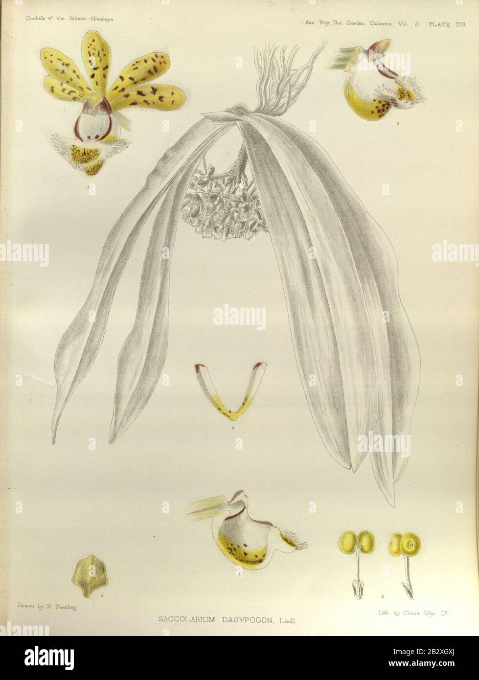 Gastrochilus obliquus (as Saccolabium dasypogon) - The Orchids of the Sikkim-Himalaya pl 299 (1889). Stock Photo