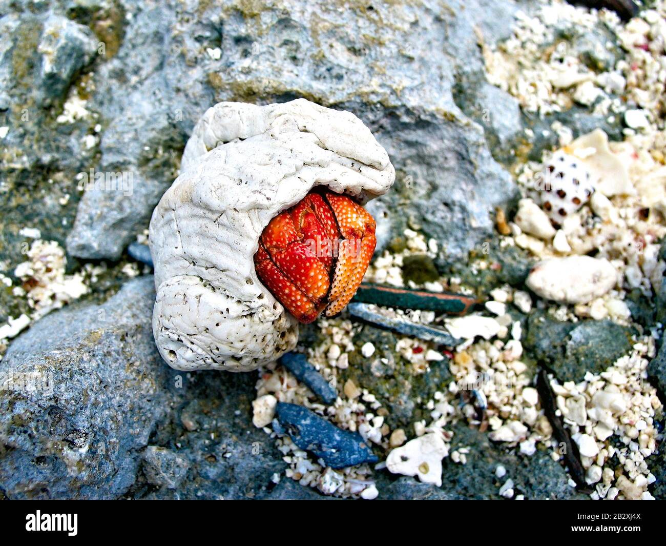 Hermit crab (Paguroidea) in a shell, Cocos Keeling Islands, Indian Ocean, Australia. Stock Photo