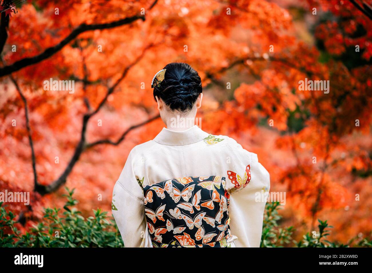Young women wearing traditional Japanese Kimono  with colorful maple trees in autumn is famous in autumn color leaves and cherry blossom in spring, Ky Stock Photo
