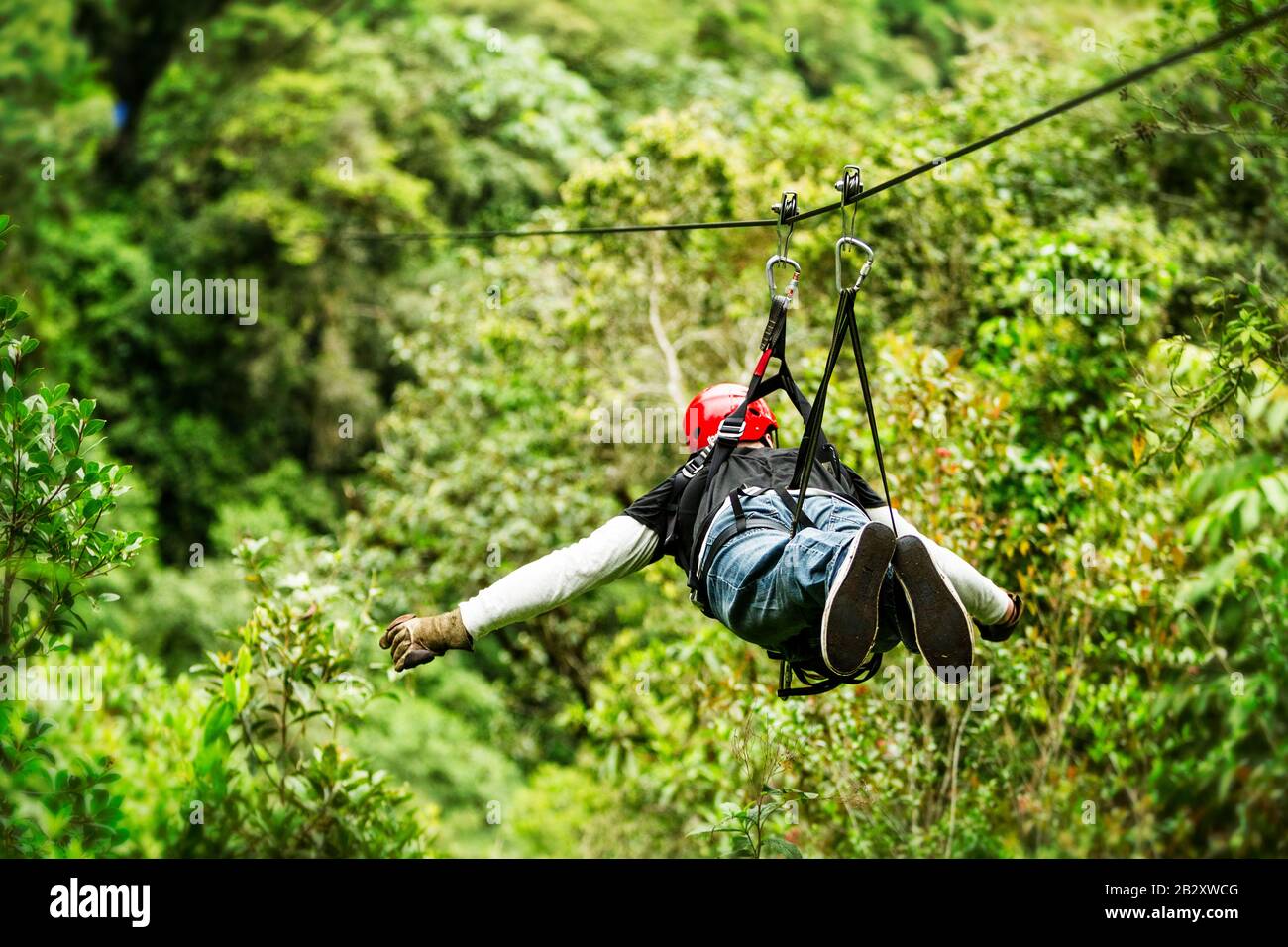 Mature Masculine Trekker Wear Informal Clothing On Ziplin Or Canopy Experience In Ecuadorian Rain Forestry Stock Photo