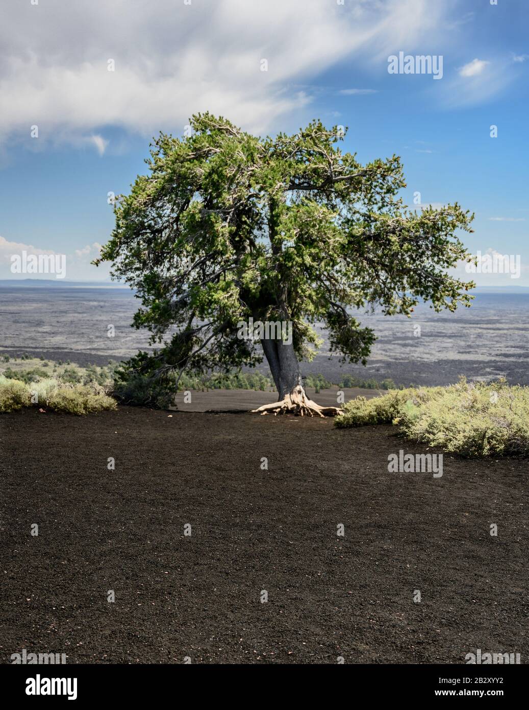 Vulcano Trees Tree Grows from Volcanic Soil at Craters of the Moon Stock Photo - Alamy