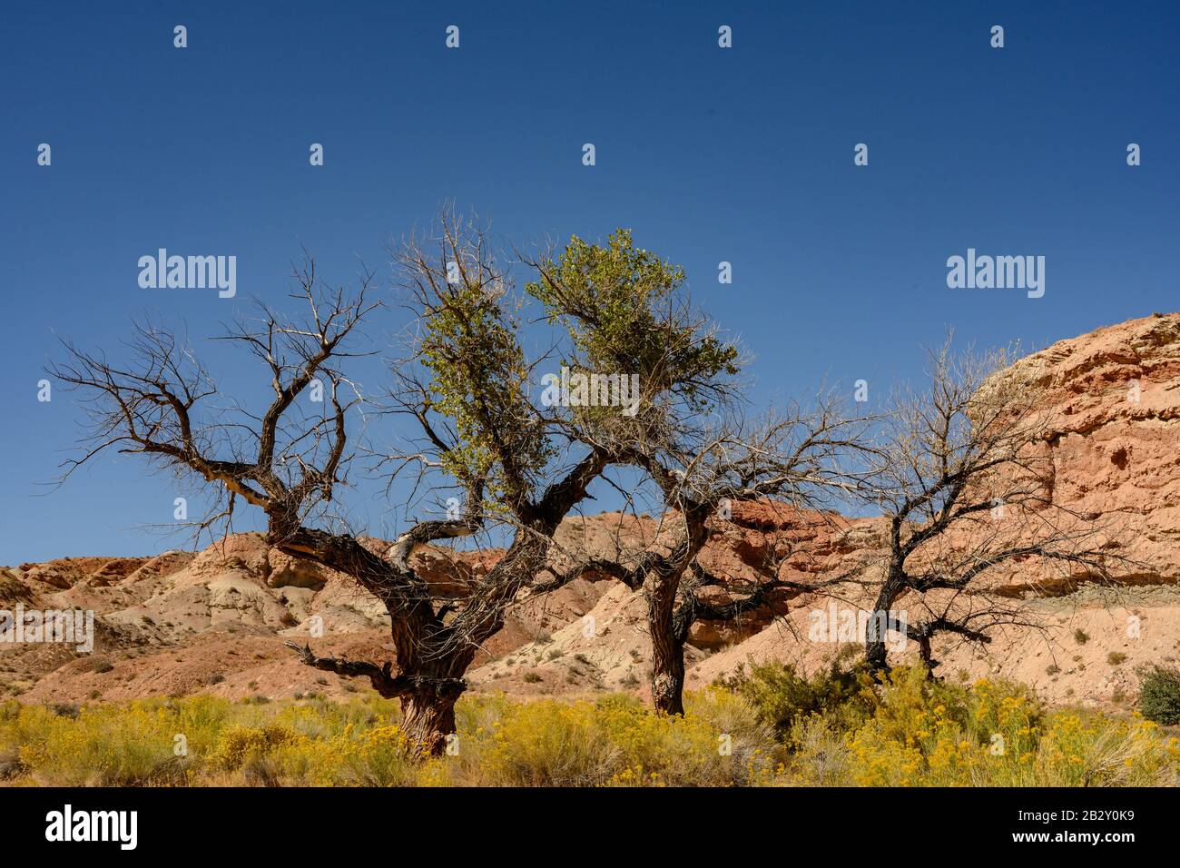 Three Gnarly Trees Amid The Yellow Rabbitbrush on mesa in Zion Stock ...
