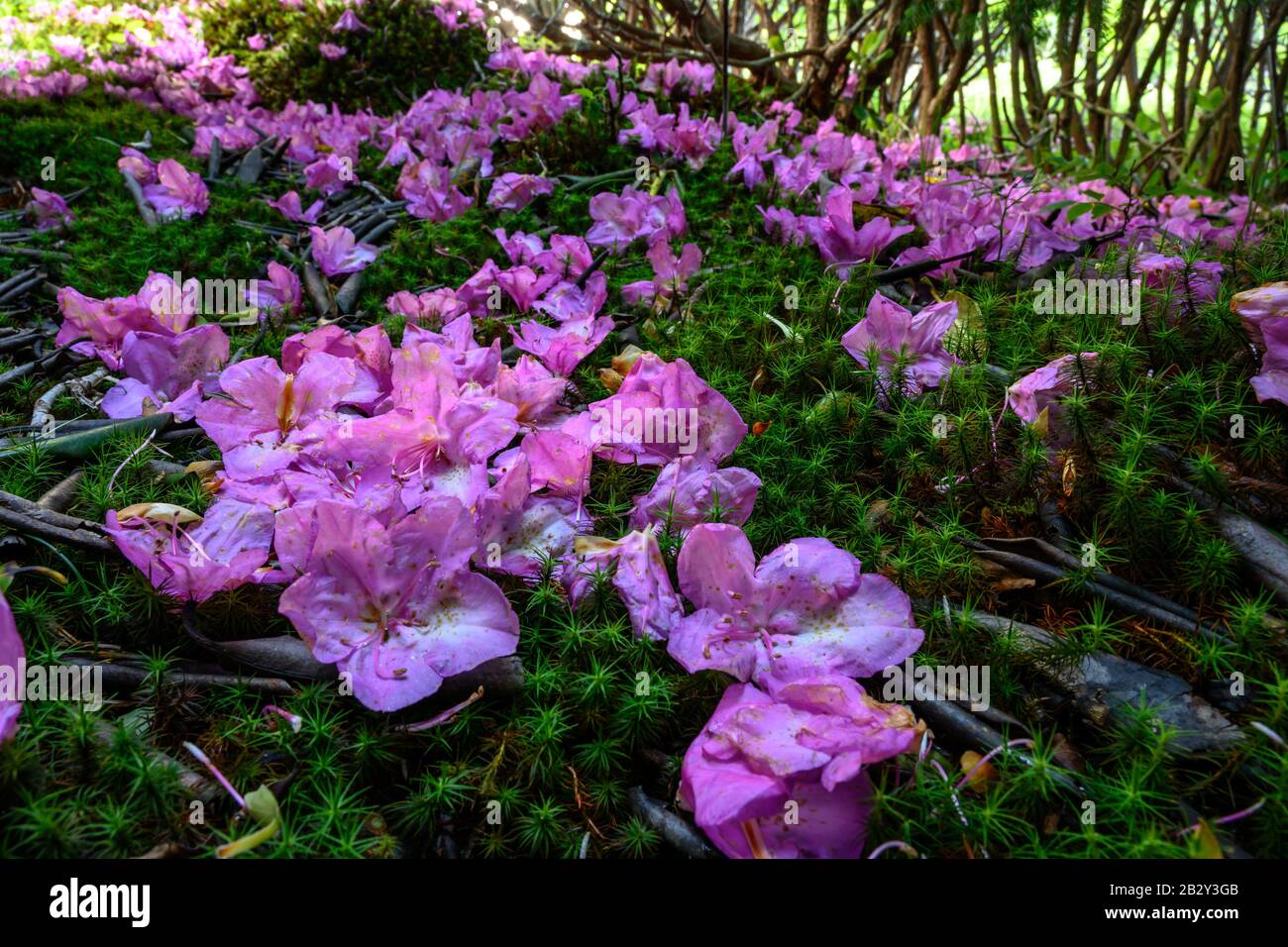 Wind Blown Rhododendron Petals on Mossy Forest Floor after storm Stock  Photo - Alamy
