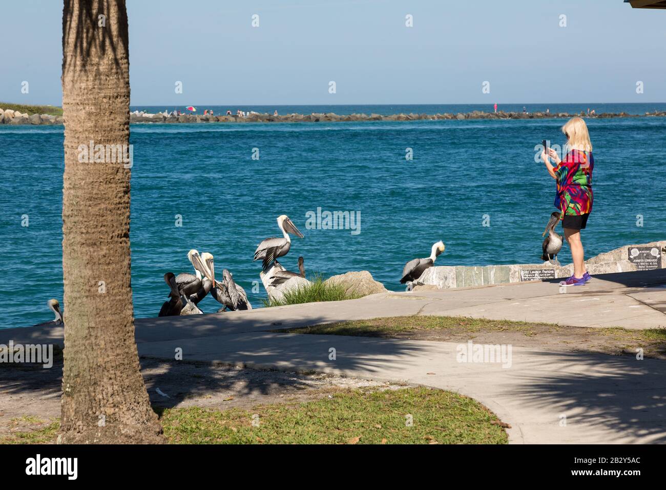 A blonde tourist in Jetty Park stands at the water's edge and photographs the pelicans along the Fort Pierce Inlet in St. Lucie County, Florida, USA . Stock Photo