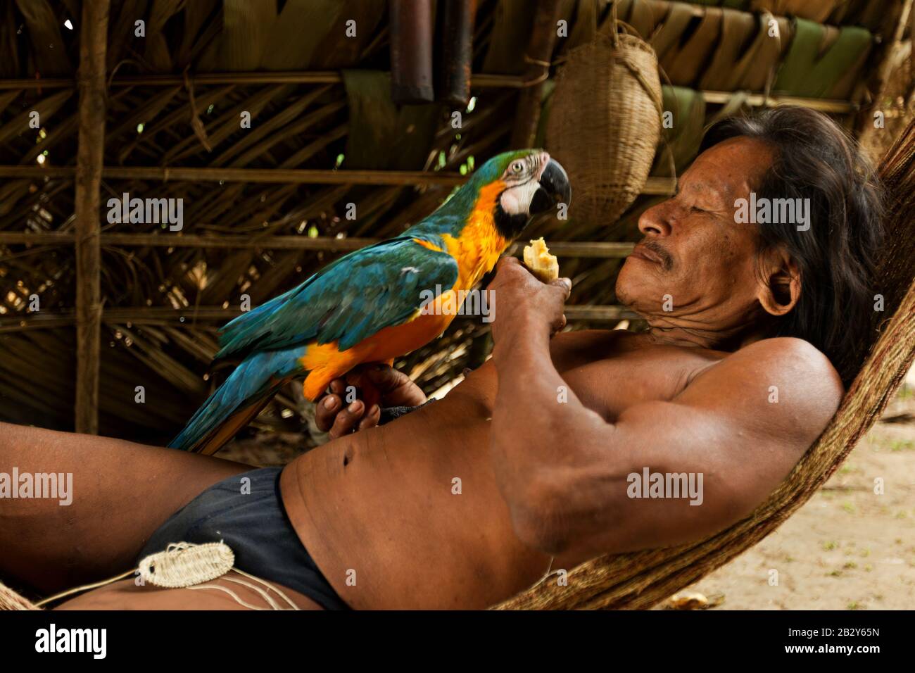 Huaorani Male Grooming His Parrot Waorani Reserve Yasuni National Park Ecuador Stock Photo