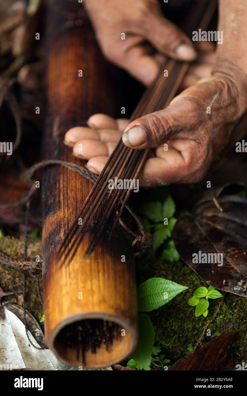 Indigenous Darts Poisoned With Curare In Amazonia Stock Photo