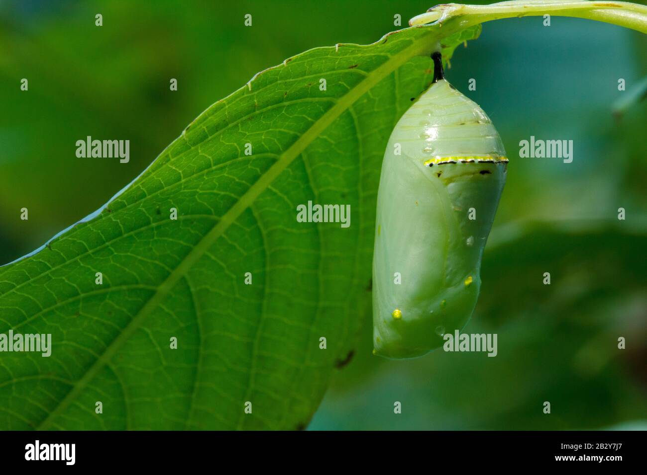 Monarch butterfly chrysalis Stock Photo Alamy