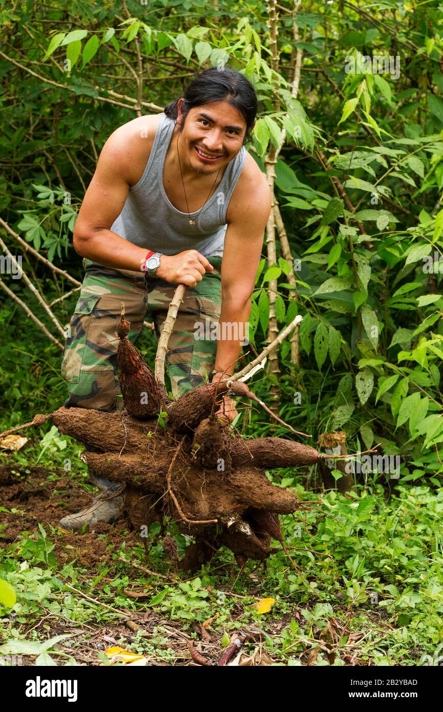 Indigenous Guide Showing Of Cassava Roots Stock Photo