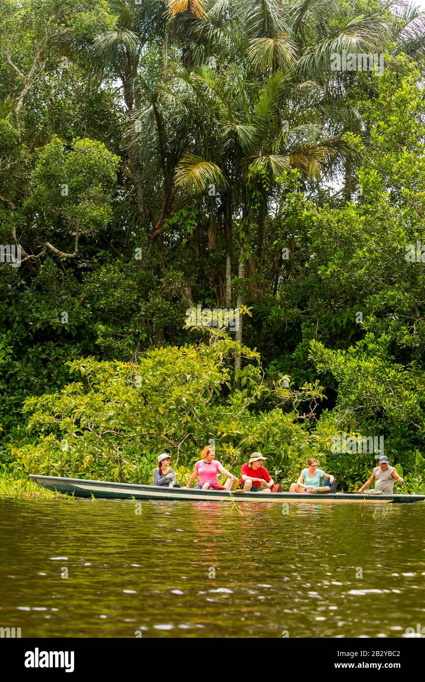 Pioneer Fishery Legendary Piranha Catch In Ecuadorian Amazonian Primary Forestry Stock Photo