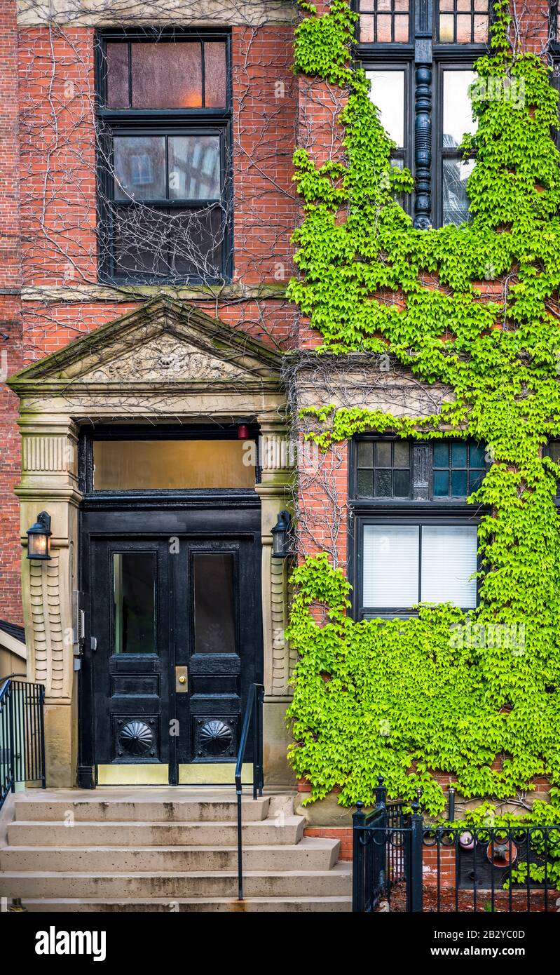 A narrow multistory red brick apartment building on a street in Boston twined with green shoots of ivy creates the effect of combining nature and the Stock Photo