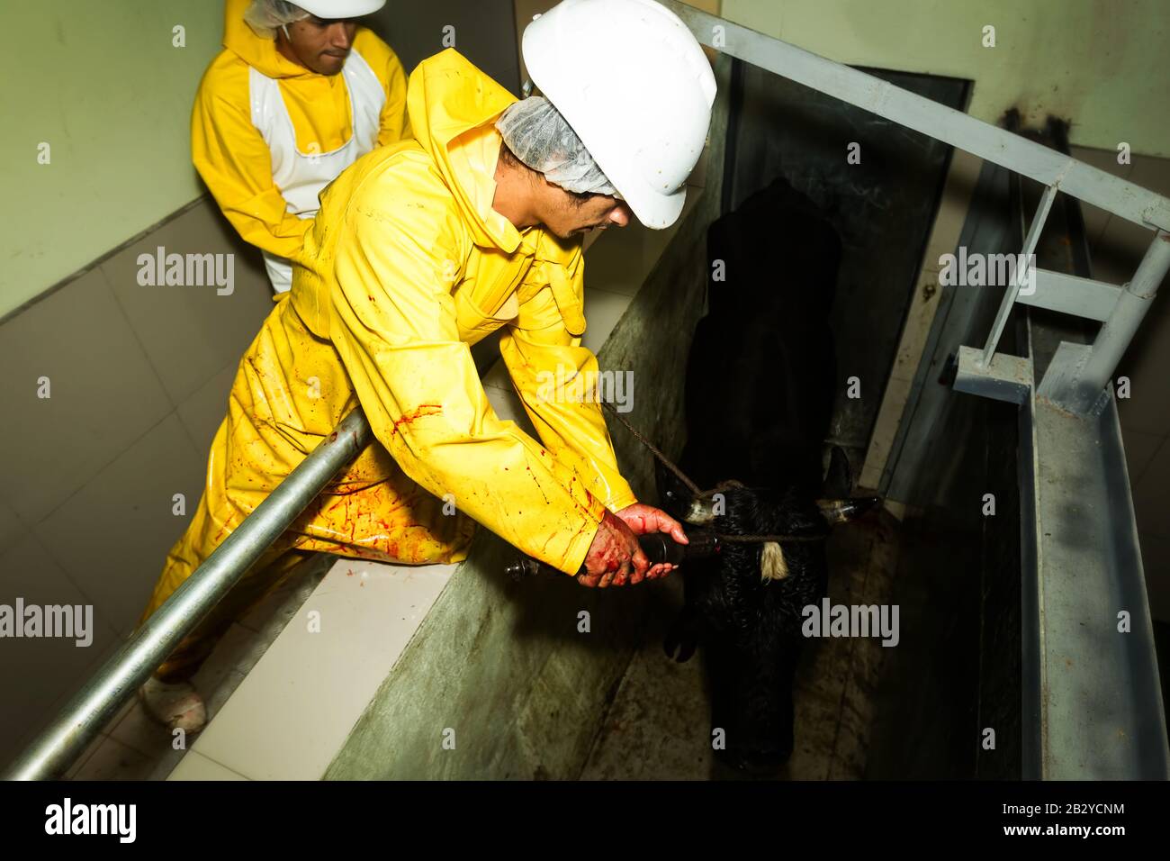Slaughterhouse Workers Using Captive Bolt Pistol To Knock Off A Cattle
