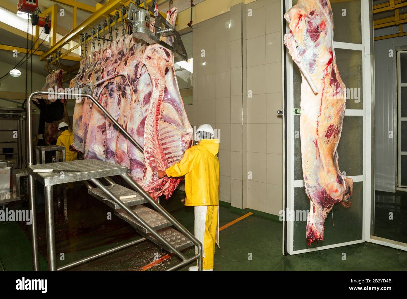 Cattle Production Line In A Slaughterhouse And Refrigeration Room Employees Assisting The Process Stock Photo
