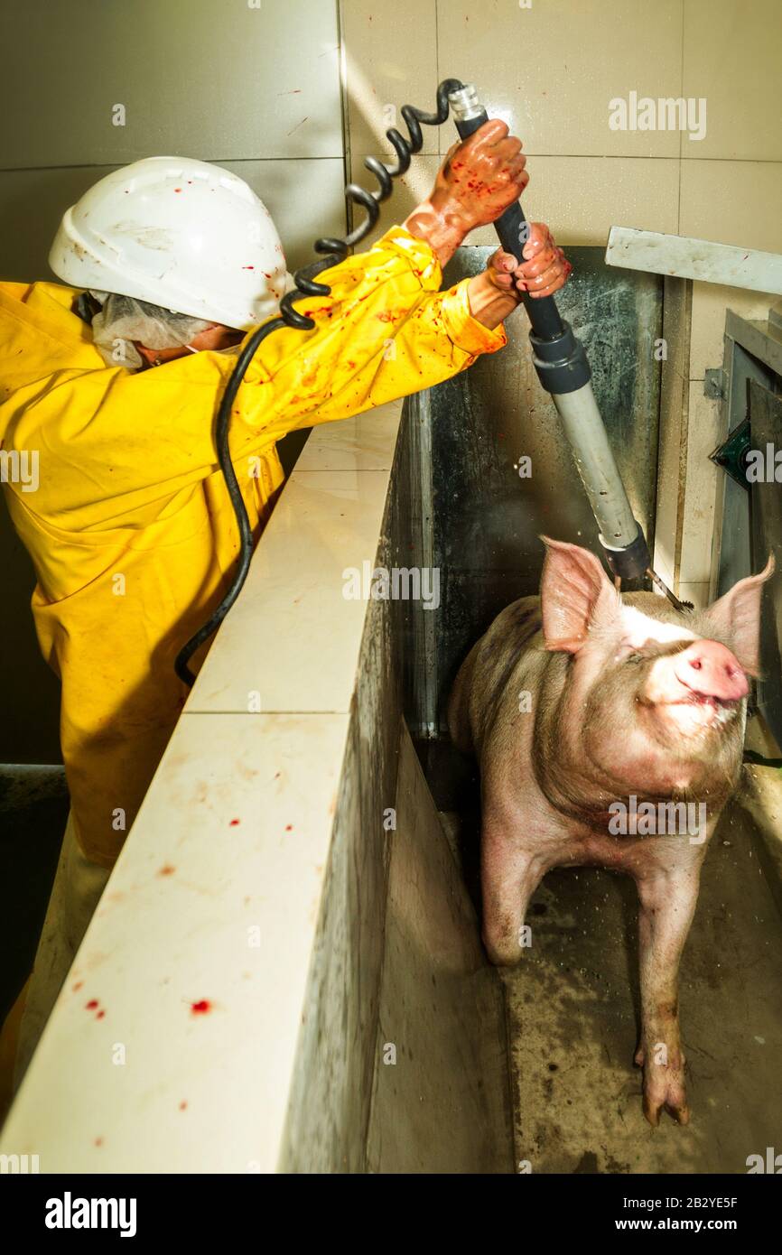 Rare Image Of A Pig Being Electrically Stunned By The Butcher Exactly