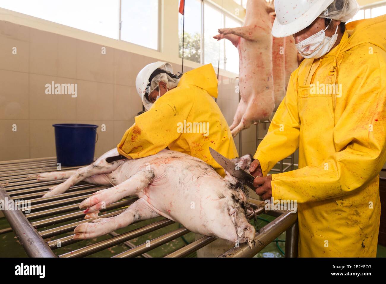 Slaughterhouse Employee Performing Hair Removal From Pork Carcass Using A Rubbing Knife Stock Photo