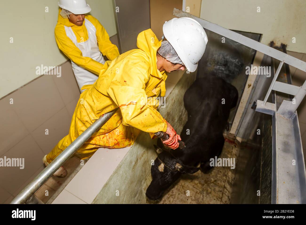 Cattle gun hires stock photography and images Alamy