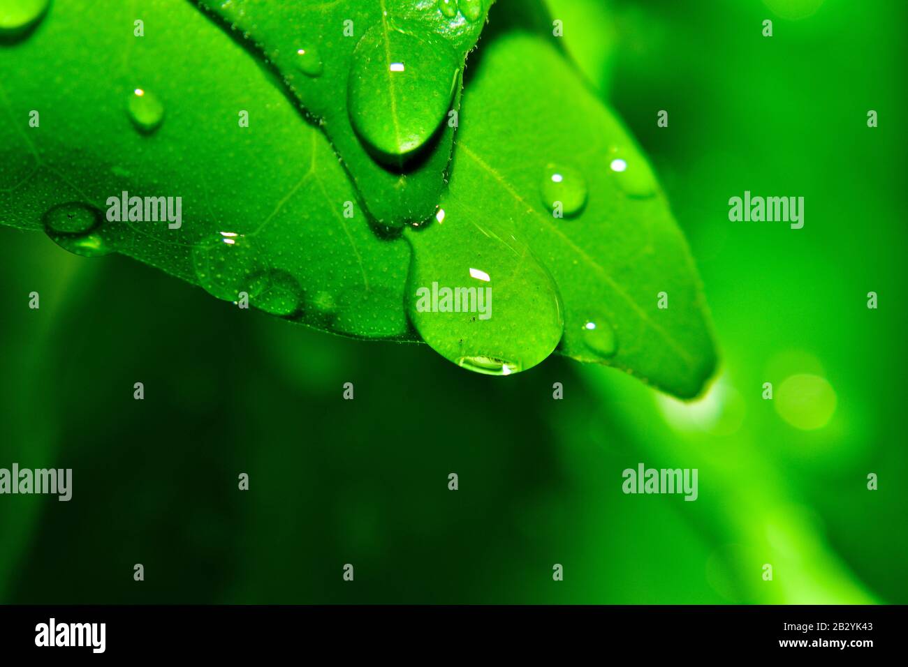 Rain drop on leaf Stock Photo