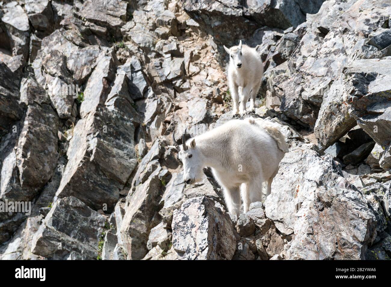 Mountain goats on Kelso Ridge on the way to Torreys Peak, Colorado, USA Stock Photo