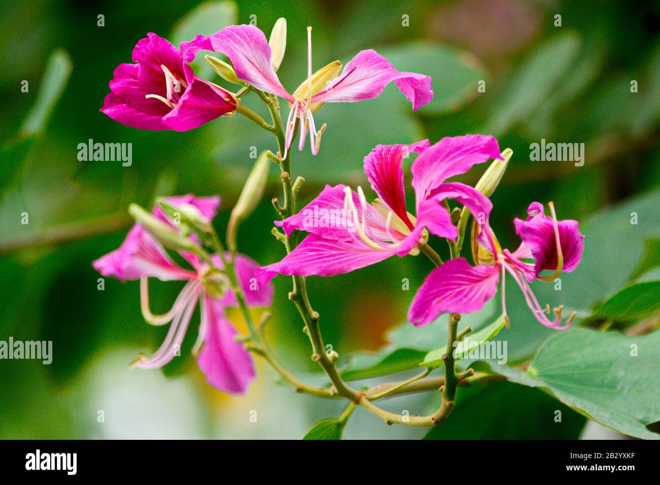 Purple bauhinia flowers (camel's foot flowers) in Northern Vietnam Stock Photo