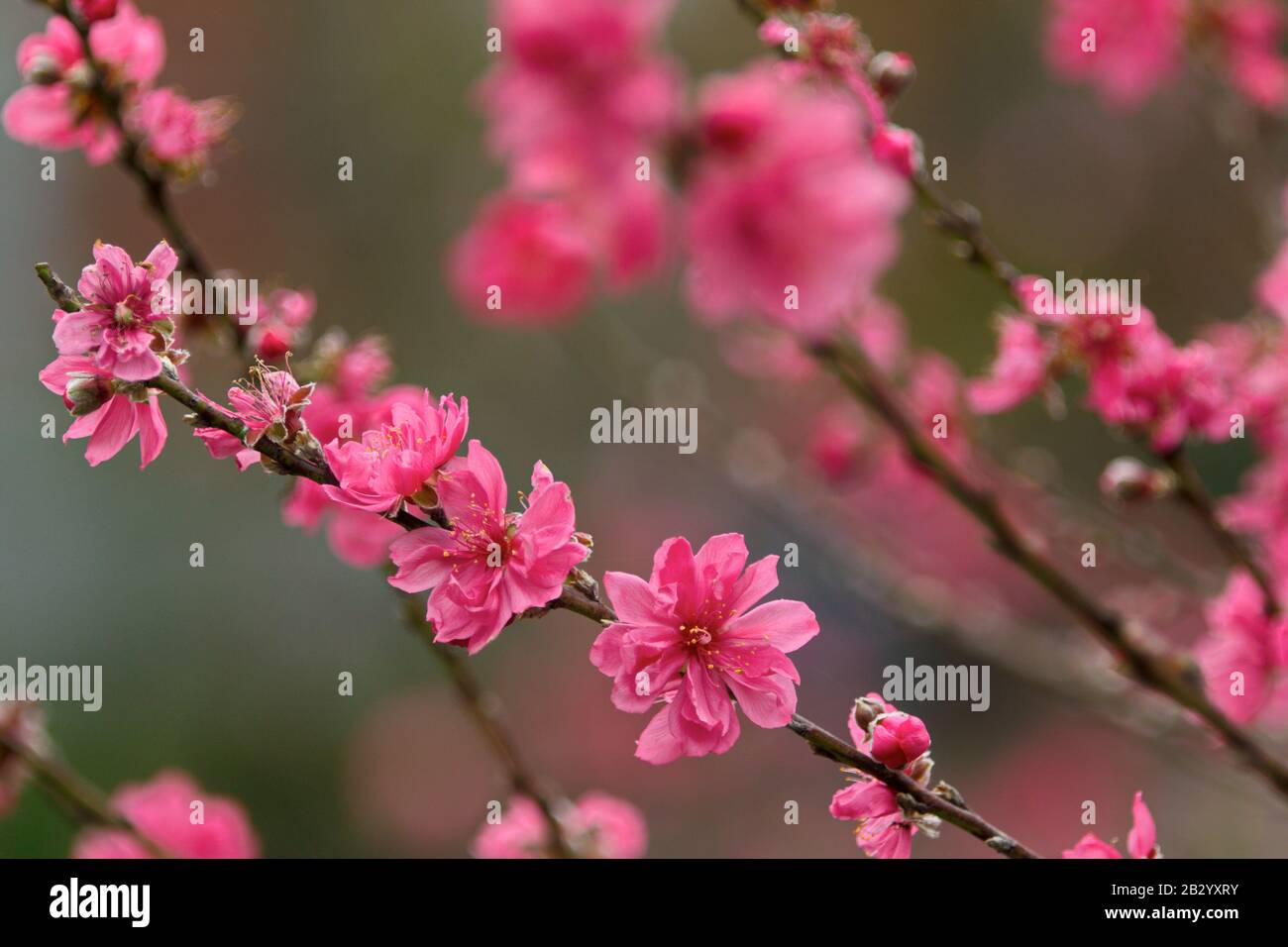 Peach blossoms in early Spring Stock Photo