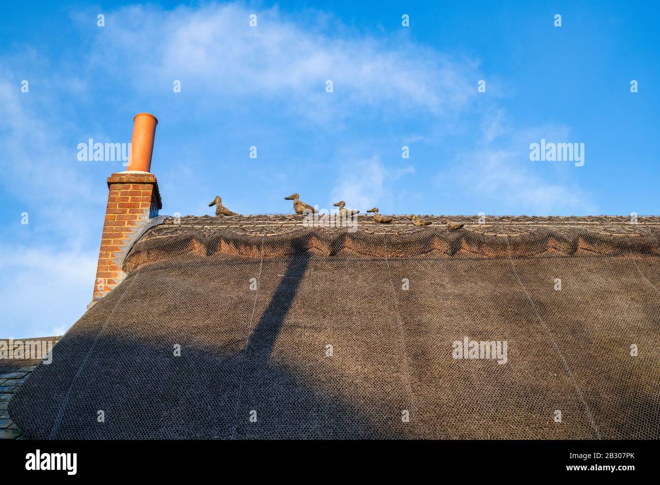 Thatch duck family on top of a thatched cottage roof in winter sunlight. Bledington, Cotswolds, Gloucestershire, England Stock Photo
