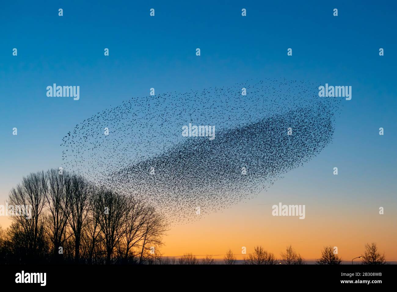Beautiful large flock of starlings (Sturnus vulgaris), Geldermalsen in the Netherlands. starlings gathered in huge clouds.  Starling murmurations. Stock Photo