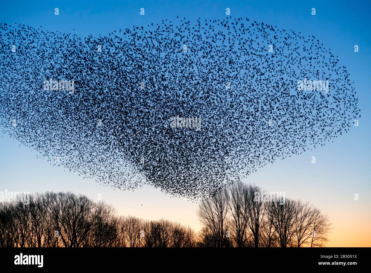 Beautiful large flock of starlings (Sturnus vulgaris), Geldermalsen in the Netherlands. starlings gathered in huge clouds.  Starling murmurations. Stock Photo