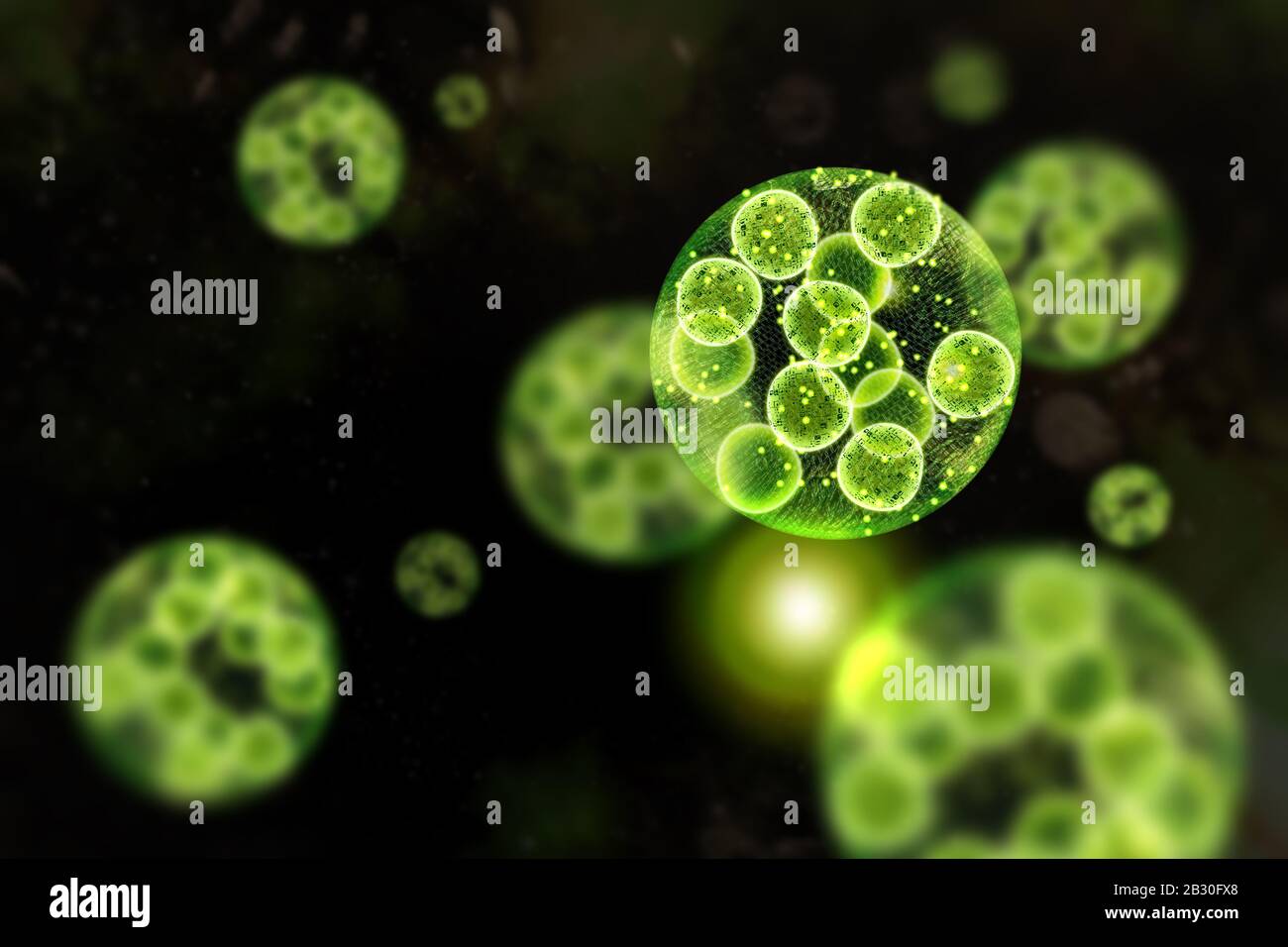 Green single cell chlorella algae microscopic conceptual 3D illustration Stock Photo Alamy